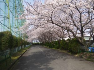 桜のトンネルみたいで綺麗でした(´ω`)
